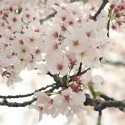 HARUKAの画像