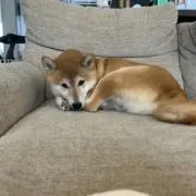 Tikkunの画像