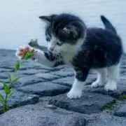 まだの画像