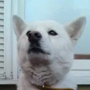 めし庵