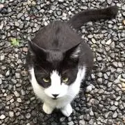 ゆき