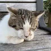 まんぼうの画像