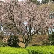 将軍の矛（実物大）ハンドメイド木刀 - メルカリ