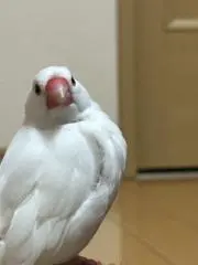 H✕Hの画像