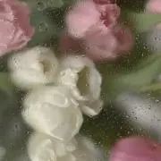 めろんの画像