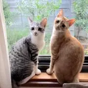 大と福