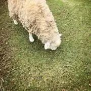 ひつじ屋の画像
