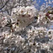 Taisho_BHの画像