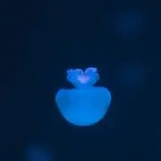 Nullの画像