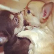 ある