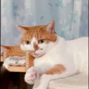 ちゃちゃまるの画像