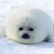 海のアザラシ【プロフ★必読】の画像