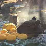 suzupi