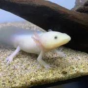 ハオの画像