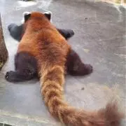 ちゃんたの画像