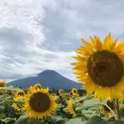 オオタ