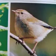 うぐひすの画像
