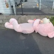 くまのこのみち