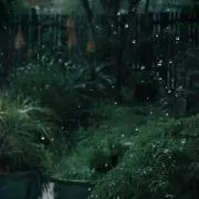 キチの画像