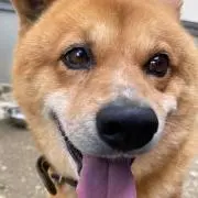 ラックの画像