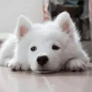 チョボ