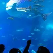 けいじょう