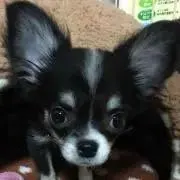 MM