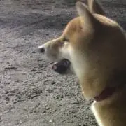しんたん