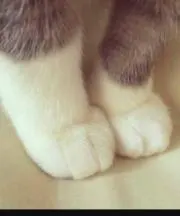ぬこ