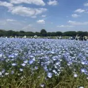 nemの画像