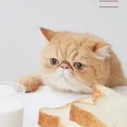 ネコパン