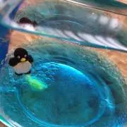 ゴクウの画像