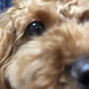 choco girlの画像