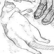 ゆっくりの画像