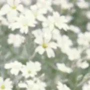 yuiiikaの画像