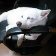 ぎーやなの画像