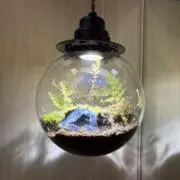 ベイビーズの画像