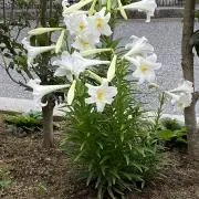 イチゴ34の画像
