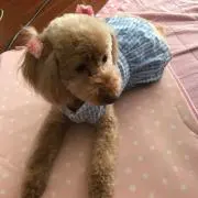 ワルツの画像