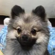 くうチビ