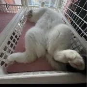 Cat Loveの画像