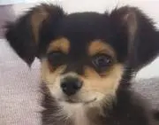JACKALLの画像