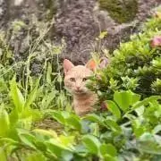 ノラネコの画像