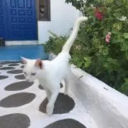 みどりの画像