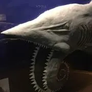 デロッシの画像