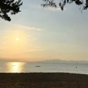 あんずの画像