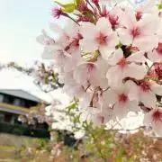 まいなの画像