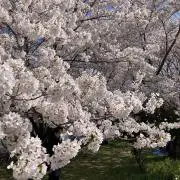 すずらんの画像