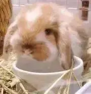maisonの画像