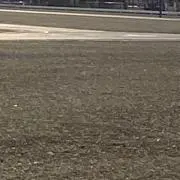 鯖ジマ猫